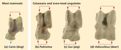 Fossil bones comparison