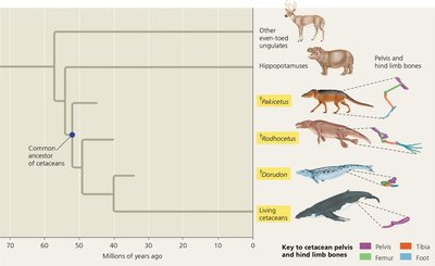 Phylogeny of whale evolution