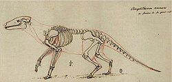 Fossil skeleton drawing