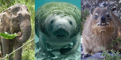 Genetic similarity among mammals