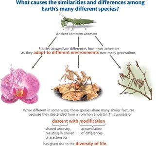Diagram showing descent with modification and diversity of life
