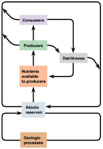 Generalized diagram of a biogeochemical cycle showing movement between abiotic reservoir, producers, consumers, detritivores, and geologic processes
