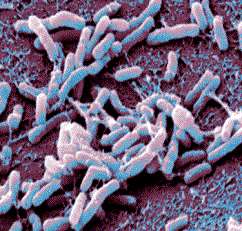 Nitrogen-fixing aquatic bacteria