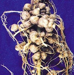 Root nodules on legumes, which house nitrogen-fixing bacteria