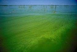 Algal bloom in a eutrophic lake
