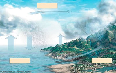 Diagram of the water cycle showing evaporation, precipitation, transpiration, and runoff