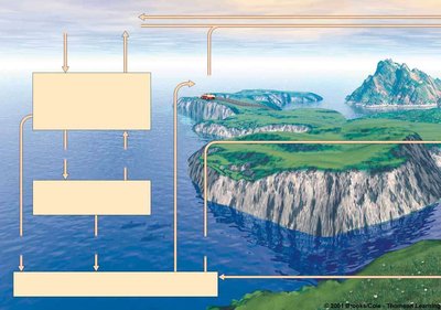 Diagram of the marine carbon cycle showing movement between atmosphere, ocean, and marine organisms