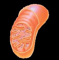 Mitochondrion structure