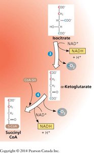Citric Acid Cycle: Key oxidative steps