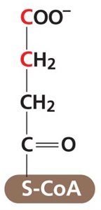 Citric Acid Cycle: Succinyl CoA structure