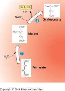 Citric Acid Cycle: Malate and oxaloacetate