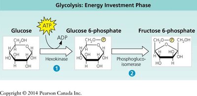 Glycolysis: Energy Investment Phase (steps 1-2)