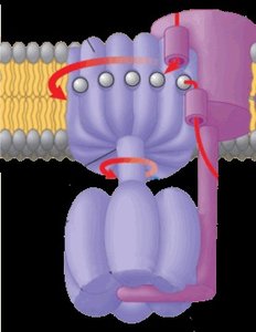 ATP synthase in the mitochondrial membrane