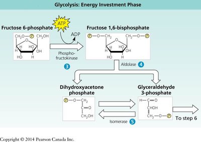 Glycolysis: Energy Investment Phase (steps 3-5)