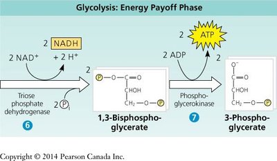 Glycolysis: Energy Payoff Phase (steps 6-7)