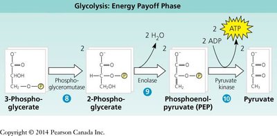 Glycolysis: Energy Payoff Phase (steps 8-10)