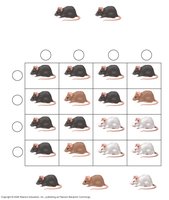 Epistasis in mouse coat color