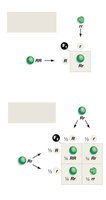 Punnett squares for monohybrid crosses