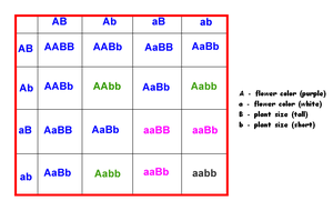 Dihybrid cross Punnett square