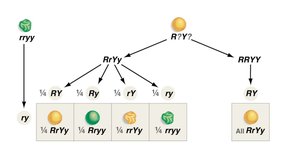 Testcross diagram