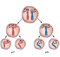 Linked genes on the X chromosome
