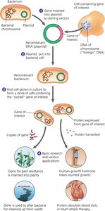 Diagram of gene cloning using bacterial plasmids