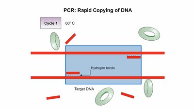 PCR rapid copying of DNA