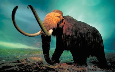 Woolly mammoth, example of ancient DNA analysis
