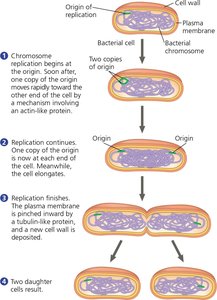 Diagram of binary fission in a bacterial cell