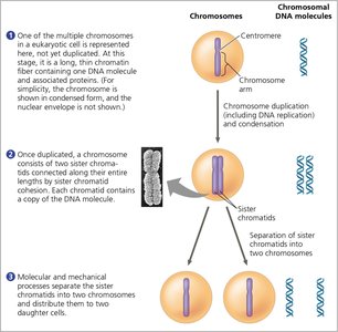 Diagram of chromosome duplication and separation