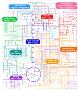 Metabolic pathway map