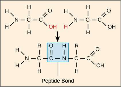 Peptide bond formation