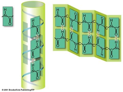 Alpha helix and beta sheet structures