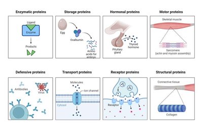 Types of protein functions