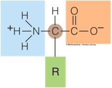 General structure of an amino acid