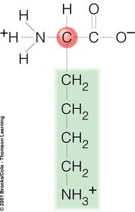 Structure of lysine
