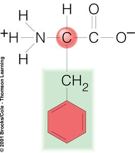 Structure of phenylalanine