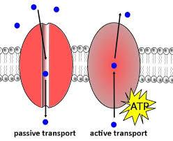 Comparison of passive and active transport across a cell membrane