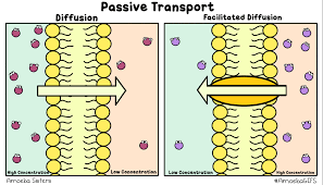 Diagram comparing simple diffusion and facilitated diffusion across a membrane