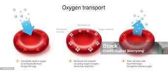 Oxygen transport in red blood cells as an example of simple diffusion