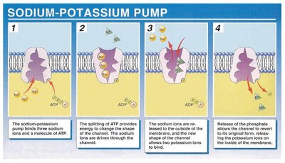 Sodium-potassium pump mechanism