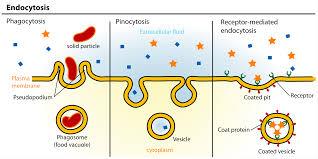 Types of endocytosis: phagocytosis, pinocytosis, and receptor-mediated endocytosis