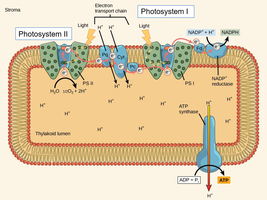 Organization of thylakoid membrane and light reactions
