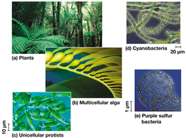 Examples of photoautotrophs: plants, algae, cyanobacteria, protists, purple sulfur bacteria