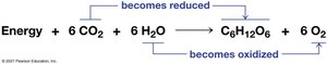 Redox changes in photosynthesis equation