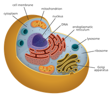 Diagram of a eukaryotic cell with labeled organelles
