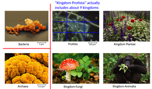 Images of Bacteria, Archaea, Protists, Plantae, Fungi, and Animalia