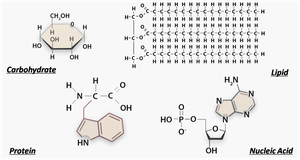 Structures of carbohydrate, lipid, protein, and nucleic acid molecules