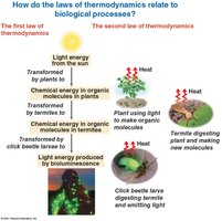 How the laws of thermodynamics relate to biological processes
