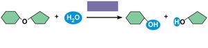 Enzyme-catalyzed hydrolysis of sucrose